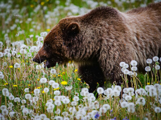 Fototapeta premium A wild grizzly bear foraging through a field of white dandelions and yellow wildflowers in Alaska
