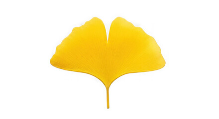 Naklejka premium Yellow ginkgo biloba leaf isolated on transparent background