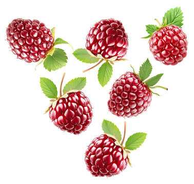 Shiny ripe loganberries or raspberry with vibrant green leaves, on white background. Concept of freshness and healthy food