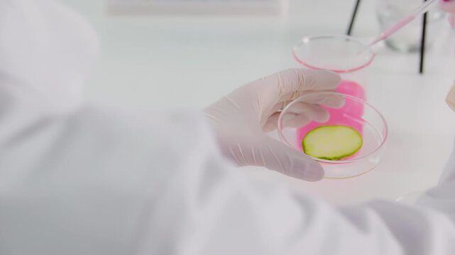 Biologists scientist specialist drop liquid reagents into test sample, conducts chemical reaction in food laboratory, experiment focuses on GMO research. Microbiologist analyzing lab-grown vegetable