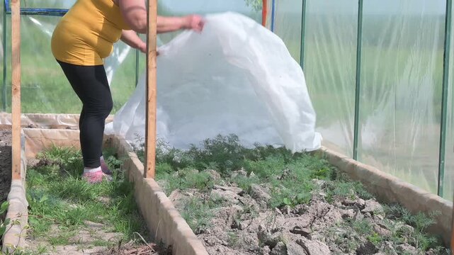 A woman covers seedlings with plastic wrap. A woman in a greenhouse harvests dill, work in a home greenhouse.