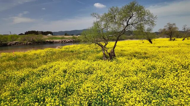 柳風公園の菜の花