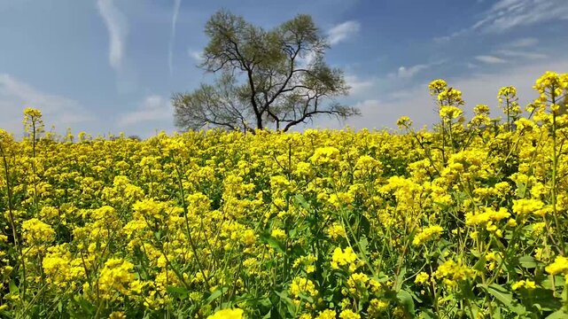 柳風公園の菜の花