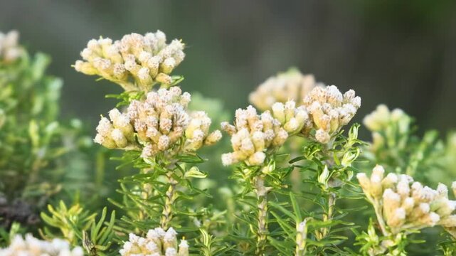 Close-up of Flowering Ozothamnus Turbinatus Shrubs in Australian Coastal Landscape