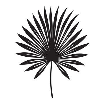 Tropical palm leaf silhouette isolated on transparent background exotic foliage element for summer design jungle flora botanical illustration