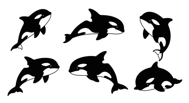 Set of Killer Whales, Orcas, Swimming and Jumping, Black and White Vector Illustrations
