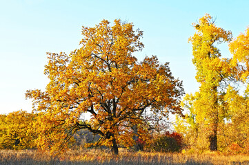 Fototapeta premium Golden oak and poplar tree