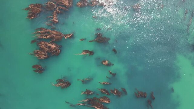Aerial Drone View of Kelp Forest in Monterey Bay California