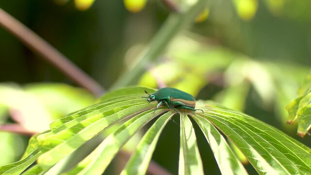 Green June Beetle Close Up Macro San Diego California