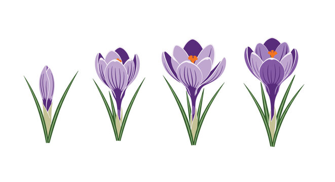 Educational botanical illustration demonstrates the growth cycle of a purple crocus flower from bud to full bloom stage.