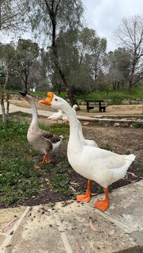 White and grey domestic geese walking together in park surrounded by trees and natural ground. Mixed goose pair suits farm animal, rural wildlife, nature lifestyle. Embden goose, White domestic goose