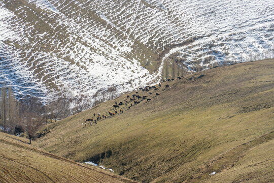 Sheep graze on a dry grass slope in Uzbekistan in the middle of winter.
