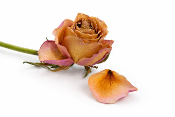 Naklejka premium Rose séchée avec pétale isolé sur un fond blanc
