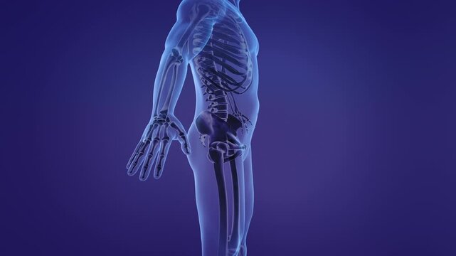 Anatomy of the human hand