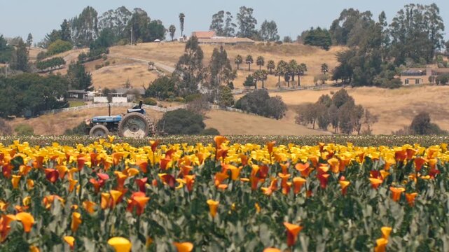 Blue Tractor in California Poppy and Calla Lily Field with Hills
