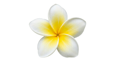 Fototapeta premium Plumeria