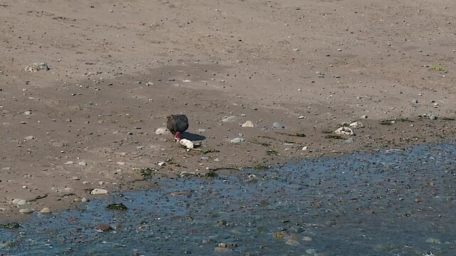 Turkey Vulture Eating Dead Fish on Mudflat Wildlife