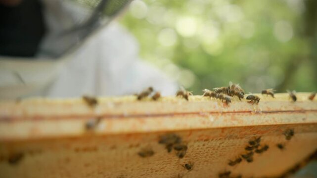 Detailed view of a hive frame showing the hexagonal wax structure with worker bees moving across the surface, tending to the cells. Close-up shot.