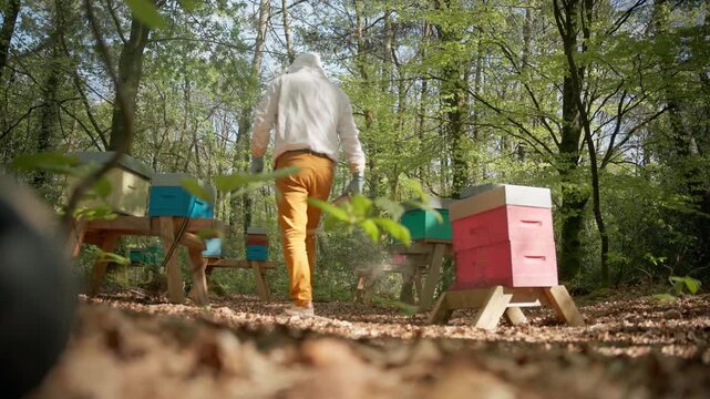 Apiculturist in protective clothing lifts the cover of a beehive and uses smoke to inspect the frames within a forest setting. Medium shot.