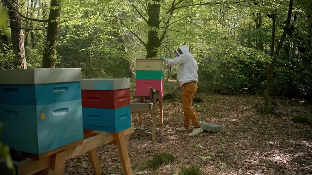 Beekeeper wearing a full protective suit tends to an apiary with stacked colorful wooden hives located in a shaded forest clearing.