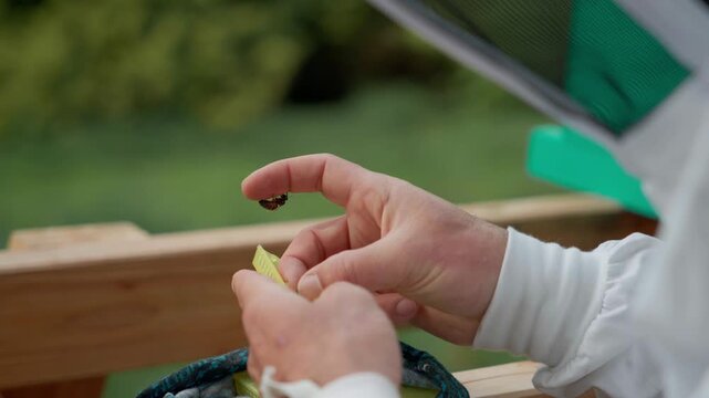 Close-up of beekeeper hands holding a queen bee cage to introduce it into the hive in a forest apiary.