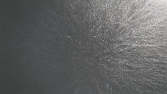 A close-up view of a furry texture illuminated from the right side
