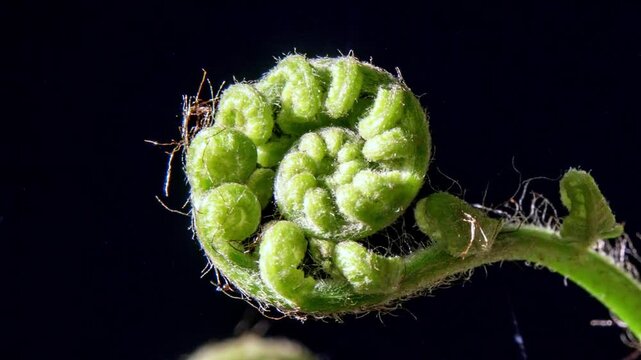 Cyathea genus naturaly uncoil springing into life. Macro close up, black background.