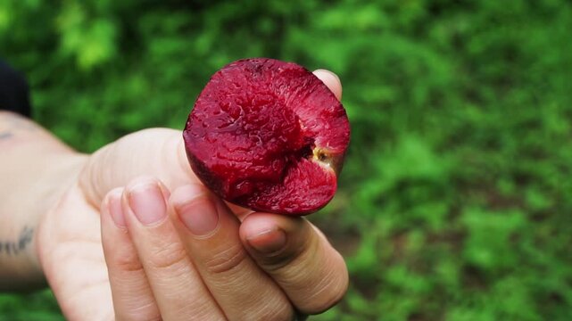 Close up of hand holding freshly cut plum showing juicy red interior with natural green background in Moc Chau, Vietnam.