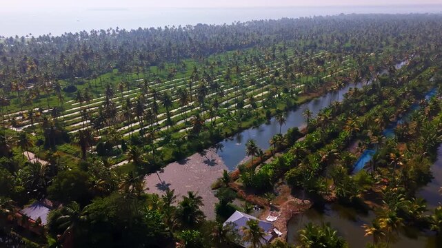 Aerial view of rows of Palm Trees Integrated with Traditional Rice Farming in India