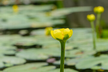池の水面に咲くコウホネの黄色い花 水生植物と浮き葉 夏の風景 背景素材 © Kazutaka