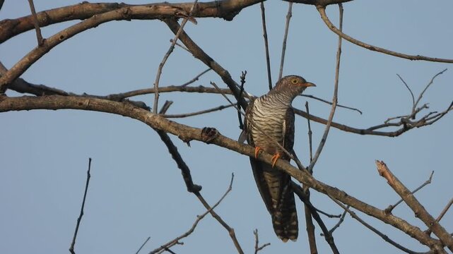 Common Hawk-Cuckoo siting in tree sticks .