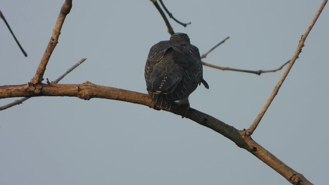 Common Hawk-Cuckoo eating food .