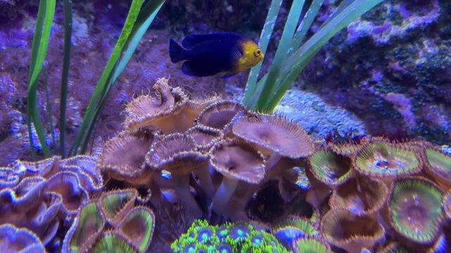 A Pygmy Cherub Angelfish (Centropyge argi) swimming above colorful, soft, corals in a beautiful saltwater reef aquarium.