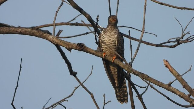 Common Hawk-Cuckoo searching food .