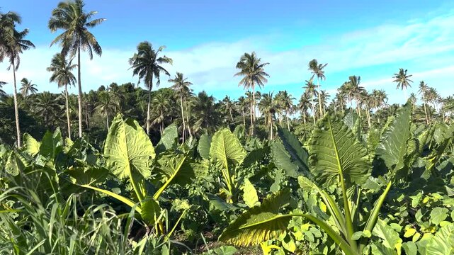 Tropical agriculture small farm with coconut trees and taro leaves. Vava'u Island, Tonga. Pacific.
