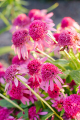 Fototapeta premium Blooming Pink Echinacea Razzmatazz In Garden Bed