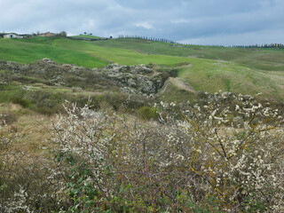 Naklejka premium Scenic Spring View of Crete Senesi in Tuscany featuring the famous Cypress Alley and White Wildflowers, near Siena