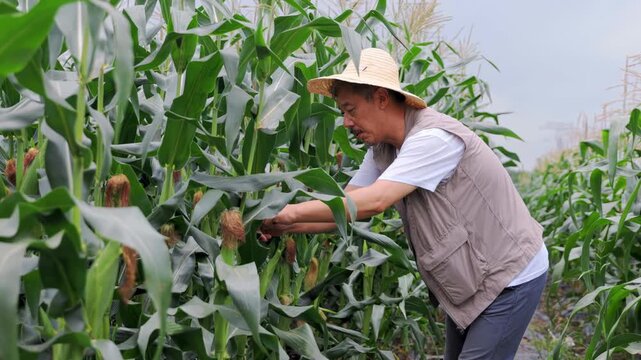 Agronomist farmer man inspects a cornfield corn crop quality in a field, organic farming and healthy food production, examining corn stems, disease of plants at maize garden in agricultural field