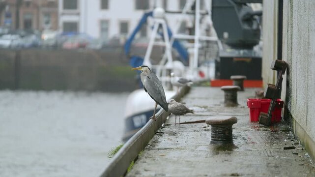 Static shot of a Grey Heron perched at Stornoway harbour on the Isle of Lewis.