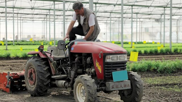 Botanist agronomist innovative senior agriculturalist male farmer sitting and riding tractor, cultivating the land in hothouse greenhouse while work in a fruit nursery fresh organic vegetables farm