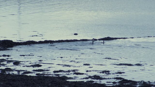 A raft of Tufted Ducks paddling. Two drakes fight. Shot in Stornoway on Lewis.