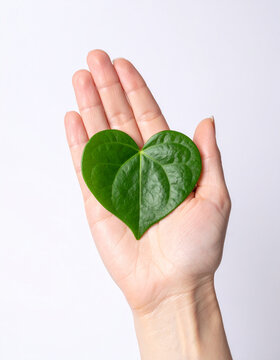 Mano sosteniendo una hoja verde con forma de coraz&oacute;n sobre fondo blanco, concepto de naturaleza, ecolog&iacute;a, sostenibilidad, amor por el medio ambiente, conexi&oacute;n y salud natural y vida consciente