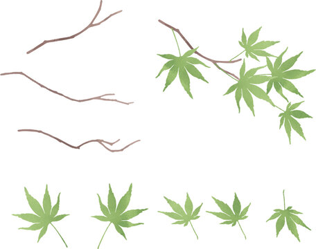 水彩風緑のモミジの素材