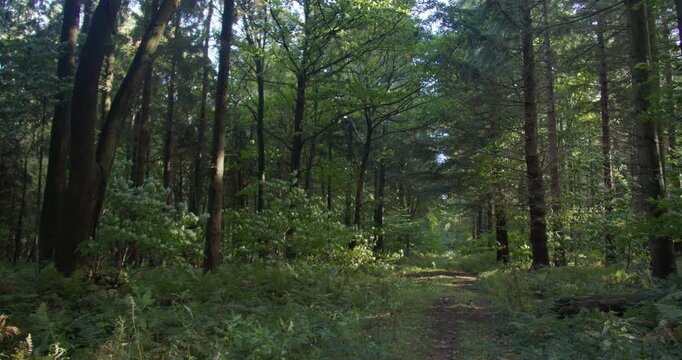 wide shot of a green grassed path right of frame with pine trees at Lyminge wood by Westwood car park