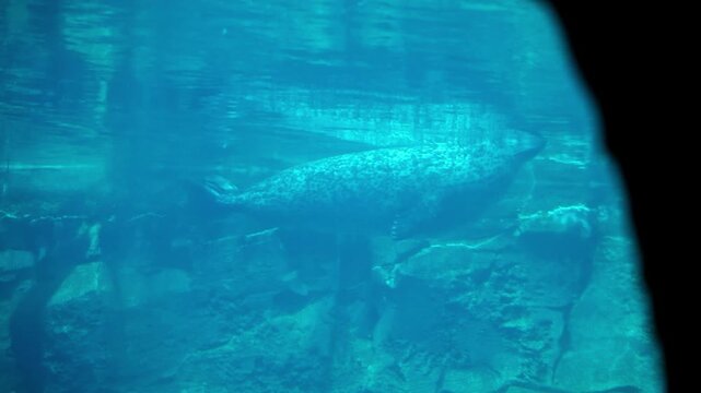 Fat seal glides by at the surface of a water tank in an aquarium