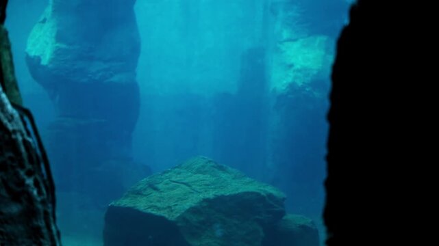 Seals swim by upside down in an underwater tank in an aquarium with rocks