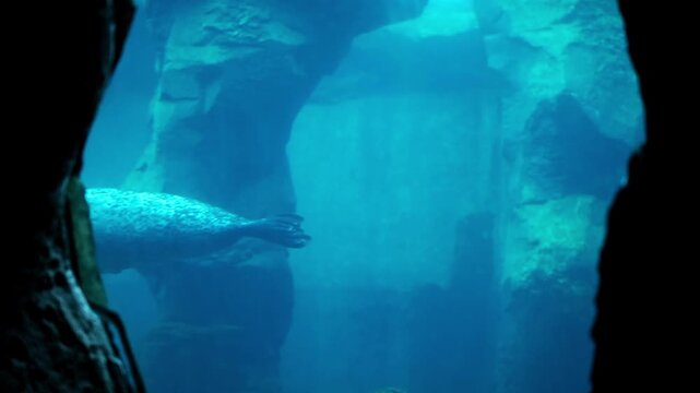 Seals swim by in an aquarium water tank in a zoo below the surface