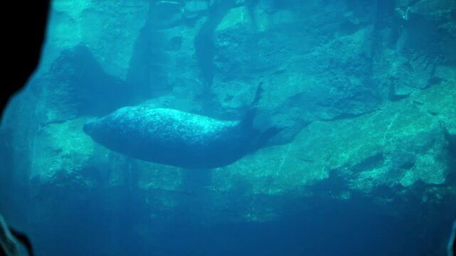 Funny fat seals swimming underwater in an aquarium water tank in a zoo