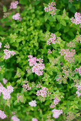 Obraz premium Spiraea Petals And Serrated Leaves Macro