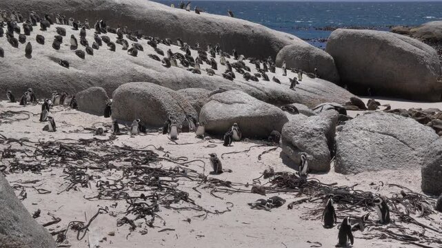 Camera pan reveals some scruffy Jackass penguins molting on the beach and rocks, with dried kelp at Boulders Beach, False Bay, in Cape Town, with mountains in the distance.
